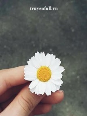 Cúc Họa Mi Và Mùa Hạ