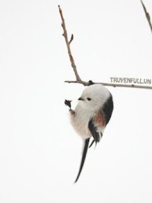 Dũng Sĩ Cầy Thảo Nguyên