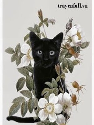Mèo