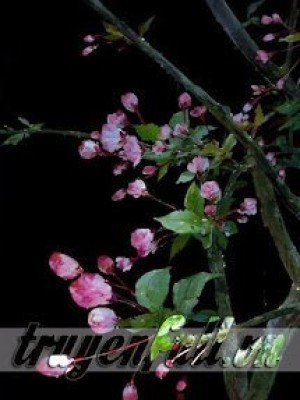 Thập Thế đợi Quân An
